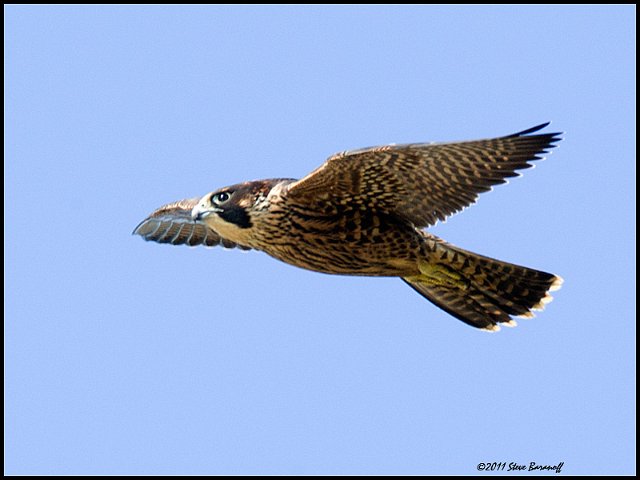 _1SB5980 peregrine falcon.jpg